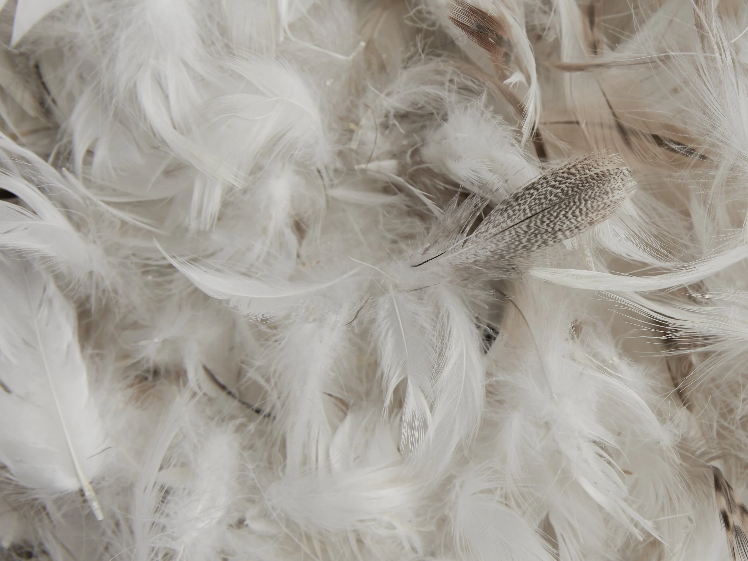 Feather Euro Pillow Insert - Image 3